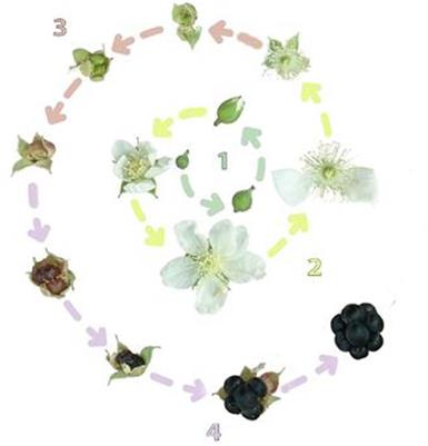 Induced polyploidy deeply influences reproductive life cycles, related phytochemical features, and phytohormonal activities in blackberry species